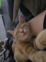 Rotgetigerte Katze "Ruby" vermisst