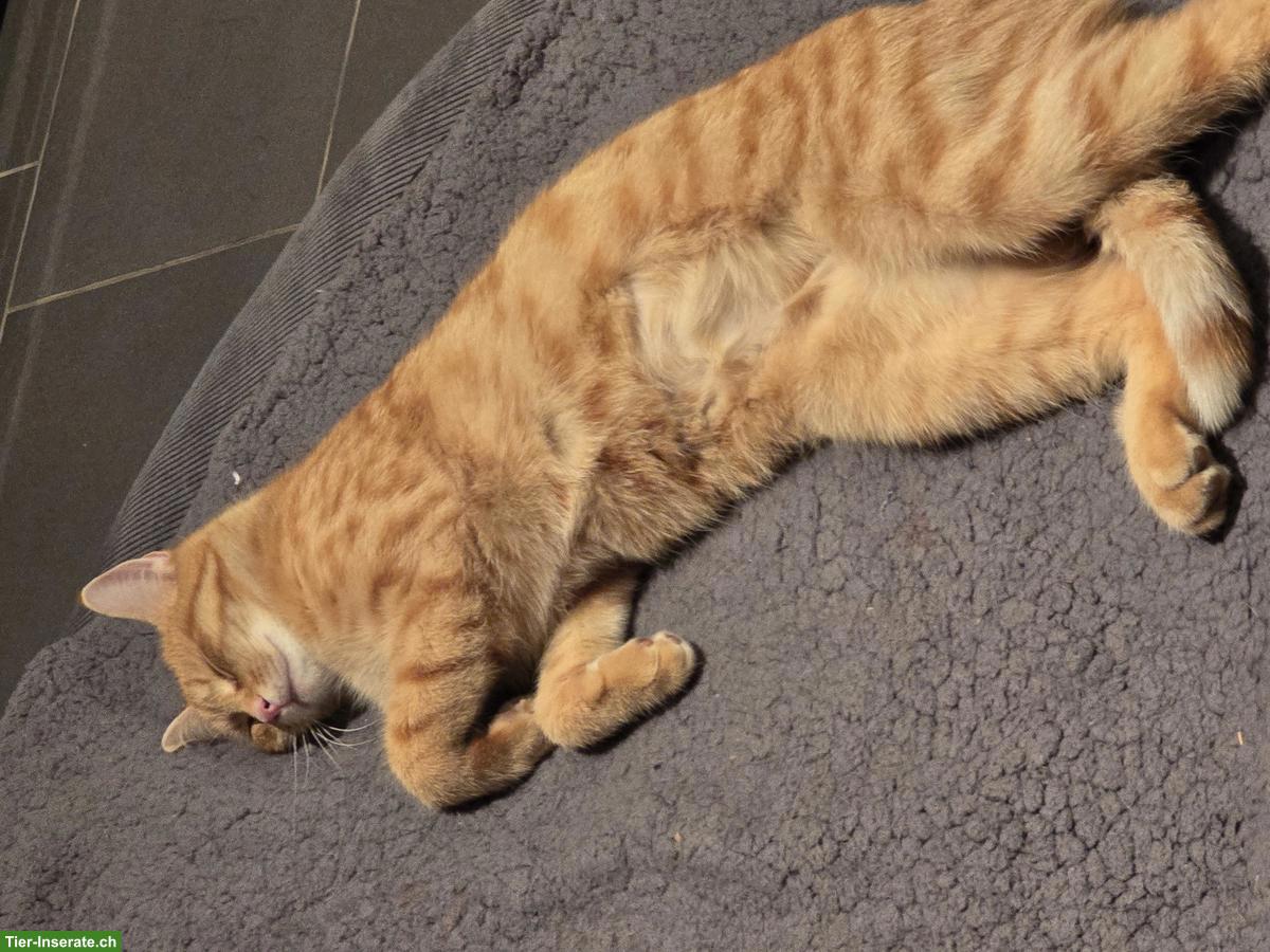 Bild 2: Rotgetigerte Katze "Ruby" vermisst