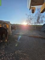 Stallteil (Offenstall) & 2 grosse Auslaufboxen in Baldingen AG