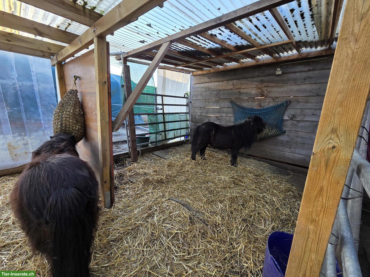 Bild 5: Stallteil (Offenstall) & 2 grosse Auslaufboxen in Baldingen AG