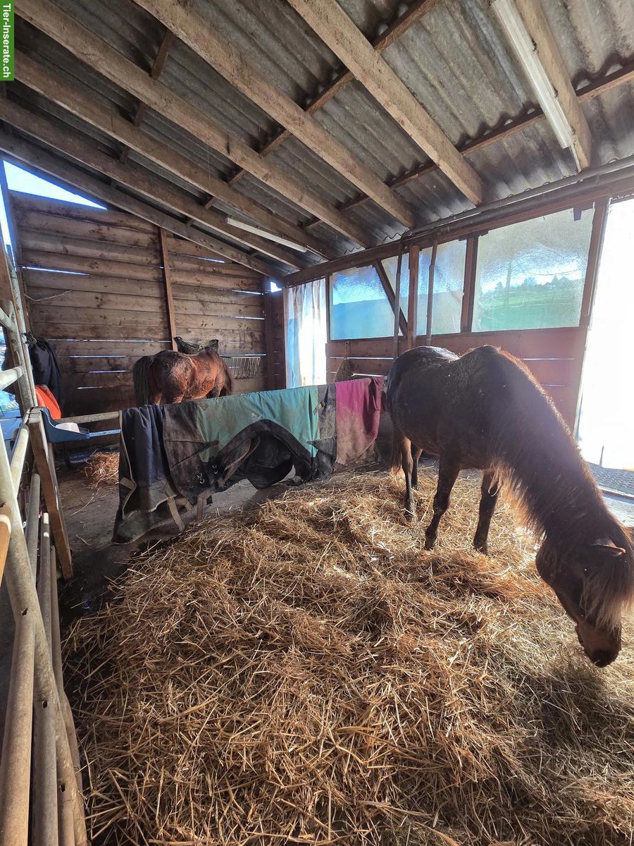 Bild 6: Stallteil (Offenstall) & 2 grosse Auslaufboxen in Baldingen AG