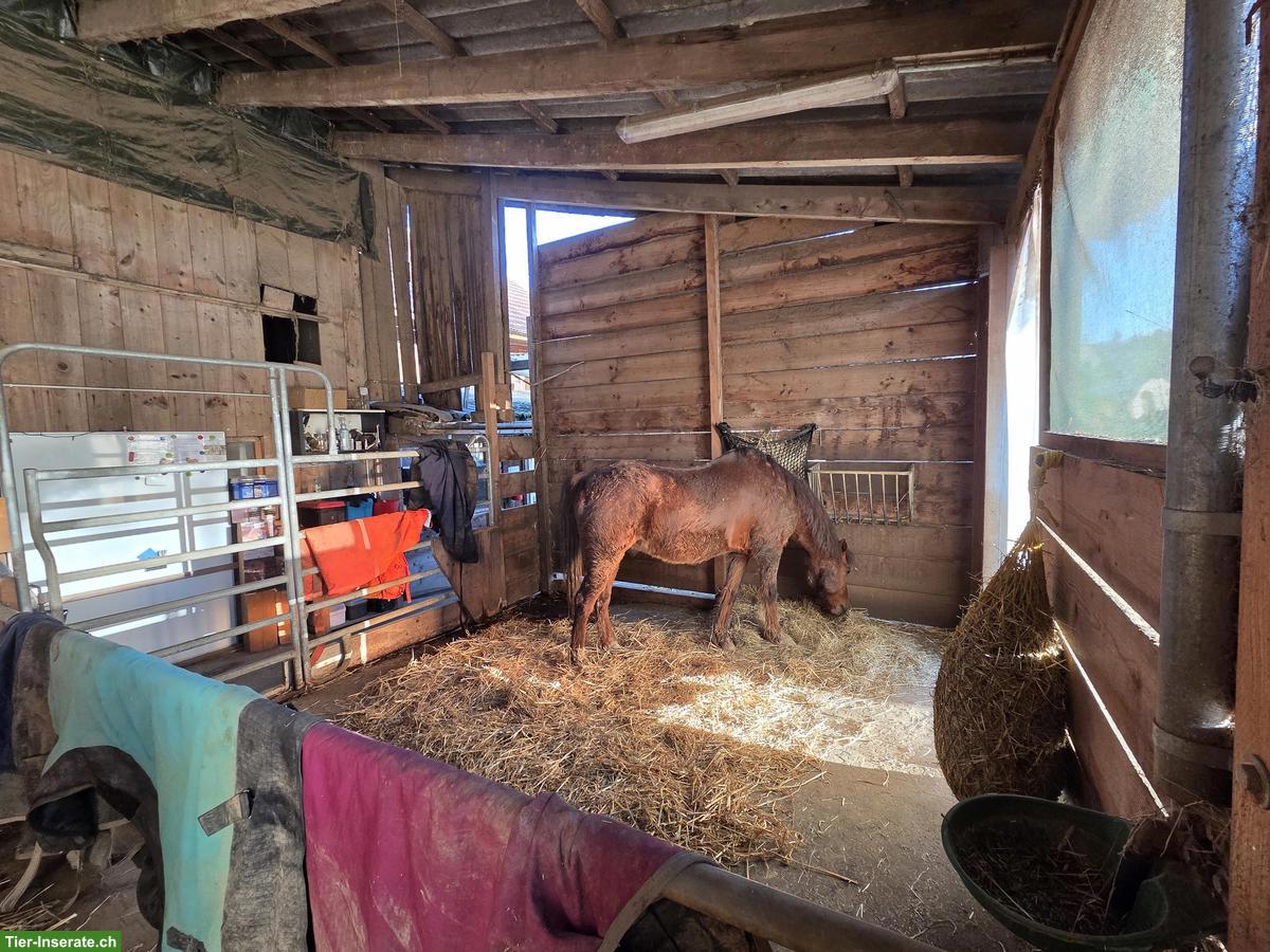 Bild 7: Stallteil (Offenstall) & 2 grosse Auslaufboxen in Baldingen AG