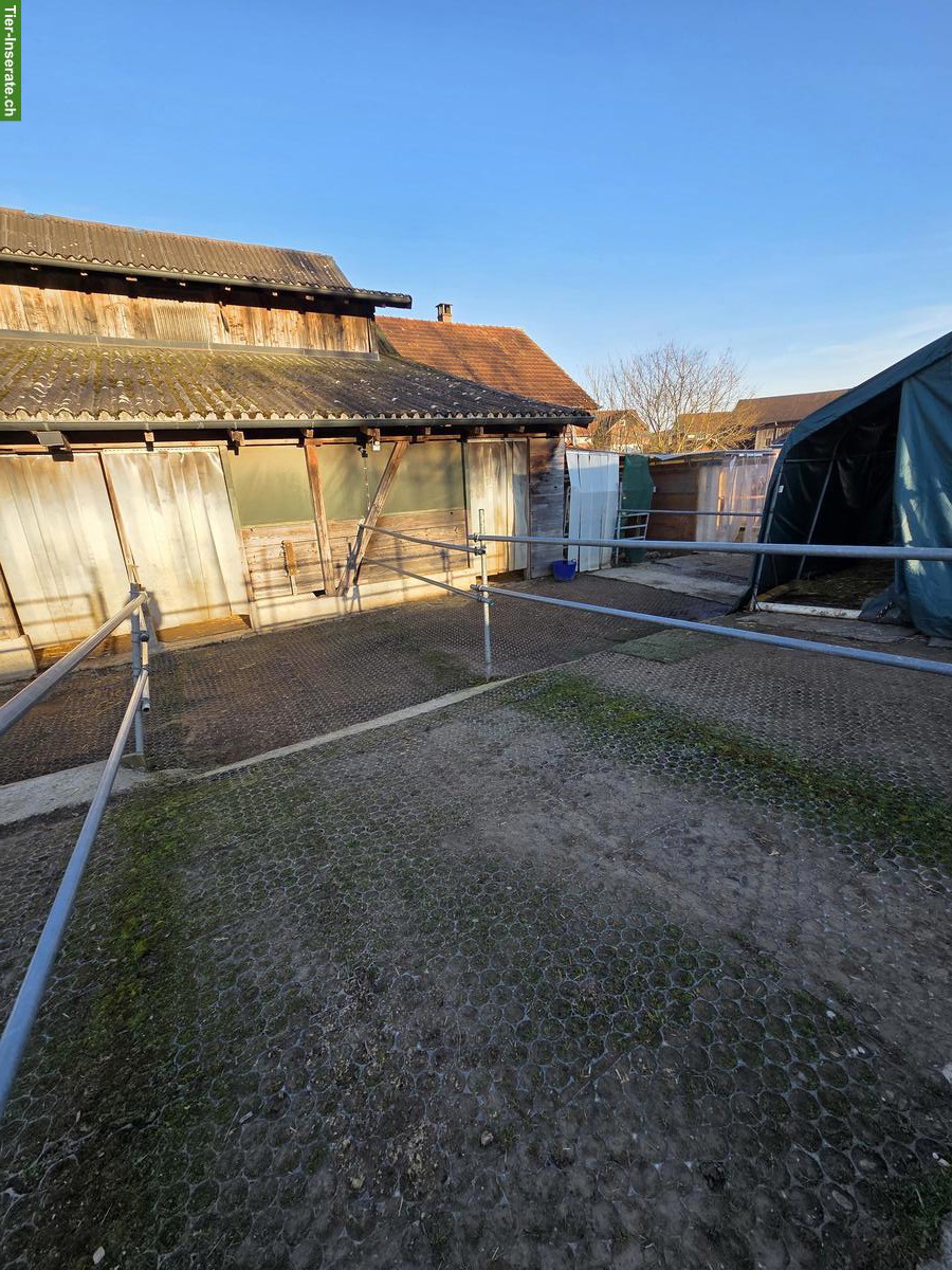 Bild 8: Stallteil (Offenstall) & 2 grosse Auslaufboxen in Baldingen AG