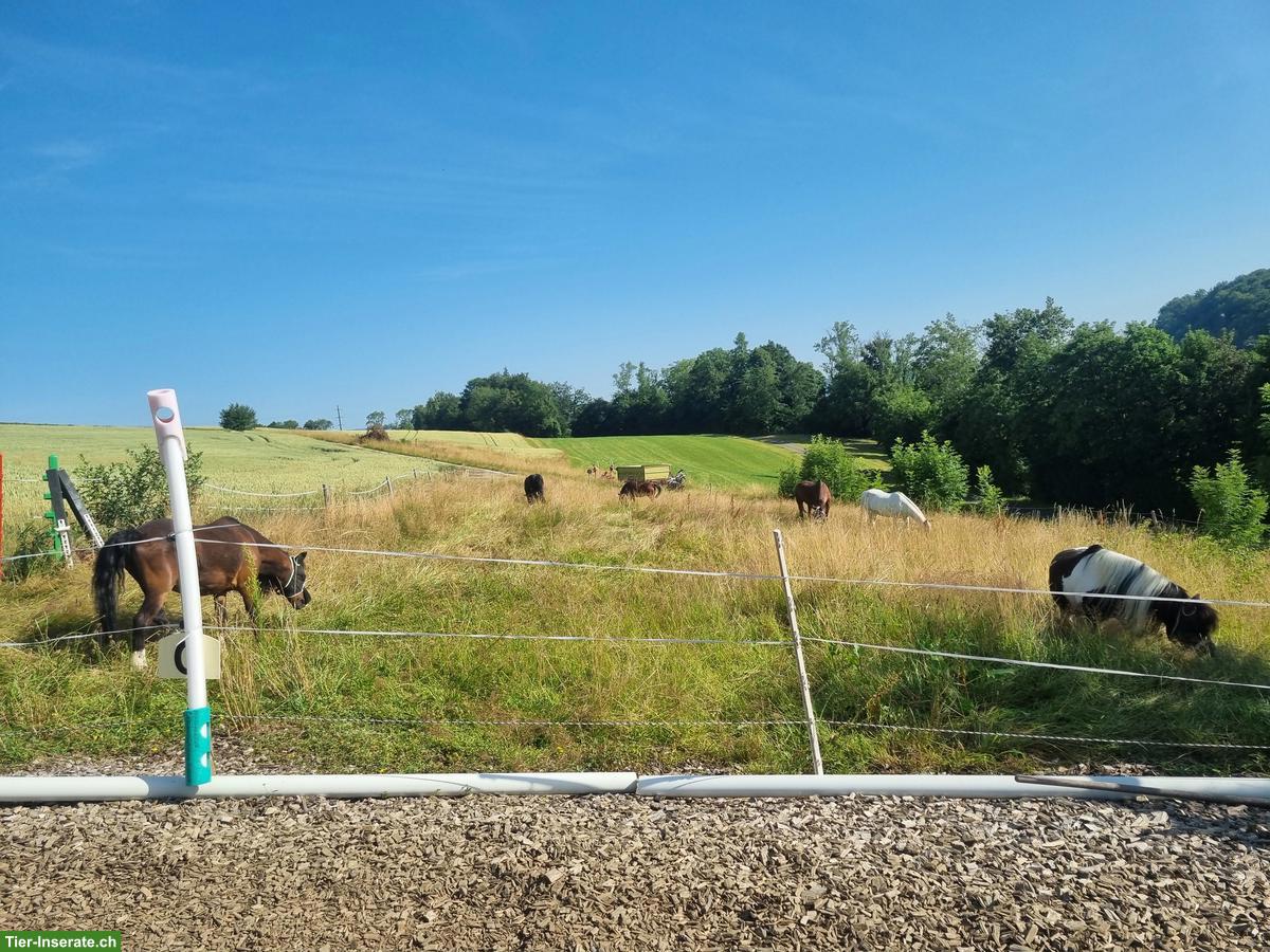 Bild 9: Stallteil (Offenstall) & 2 grosse Auslaufboxen in Baldingen AG