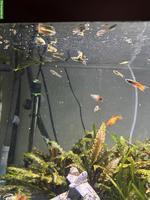 Junge Antennenwelse und Guppys zu verschenken