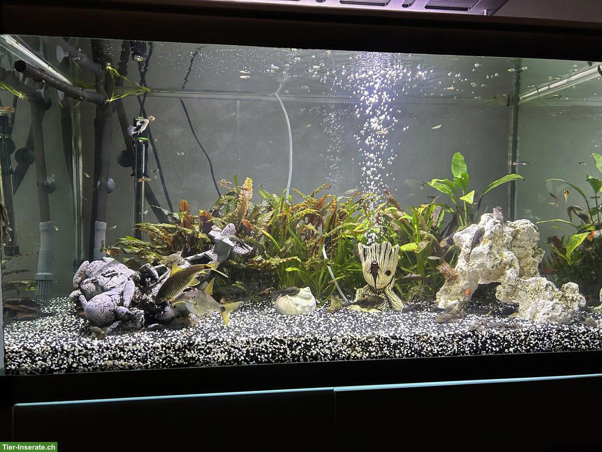 Bild 2: Junge Antennenwelse und Guppys zu verschenken