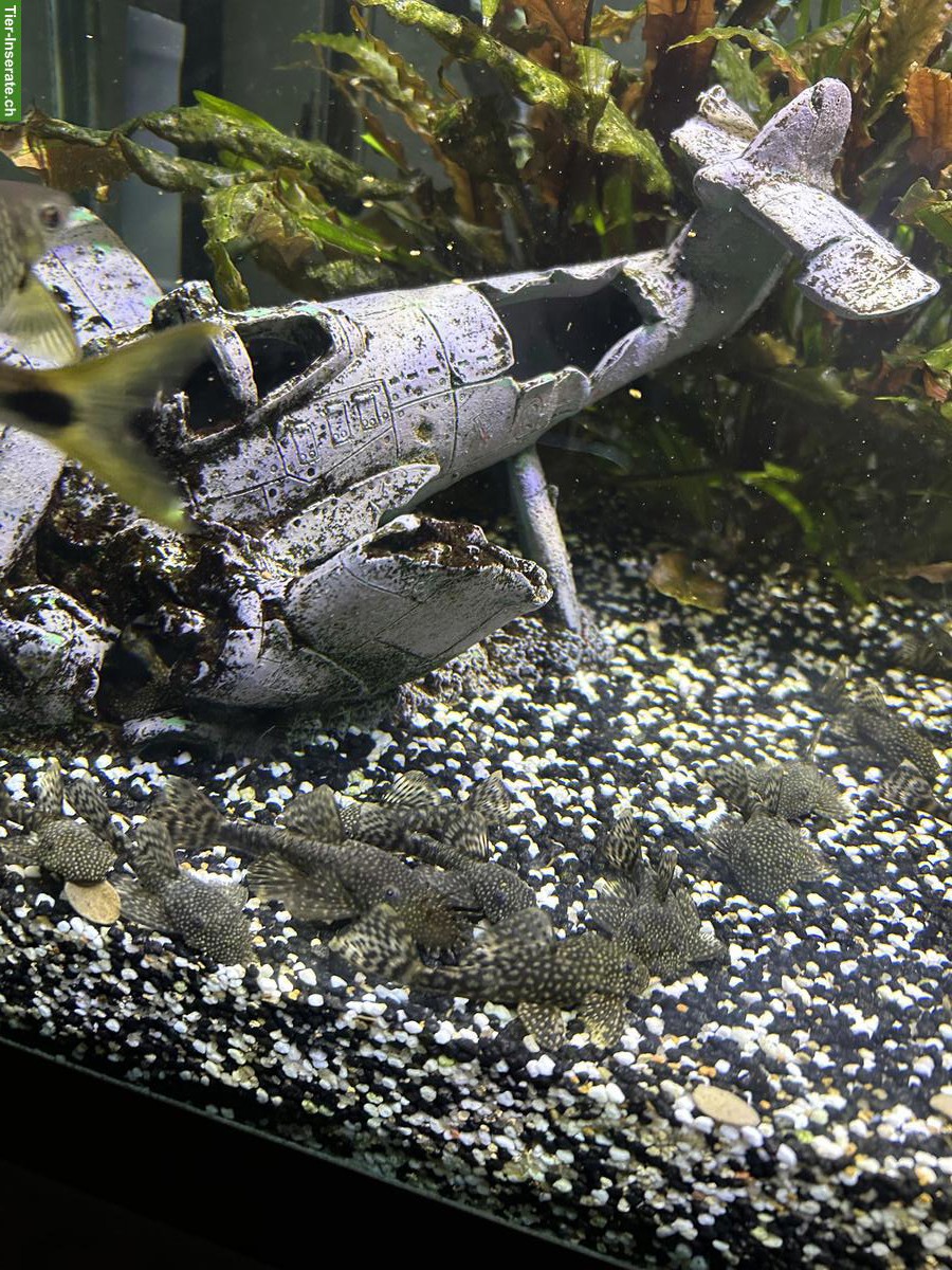 Bild 3: Junge Antennenwelse und Guppys zu verschenken