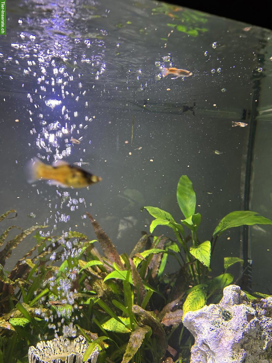 Bild 4: Junge Antennenwelse und Guppys zu verschenken