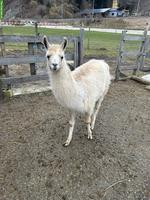 Junger Lama Hengst zu verkaufen