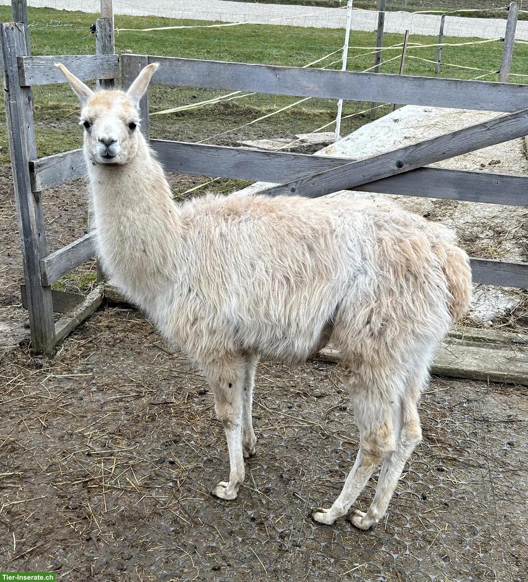 Bild 2: Junger Lama Hengst zu verkaufen