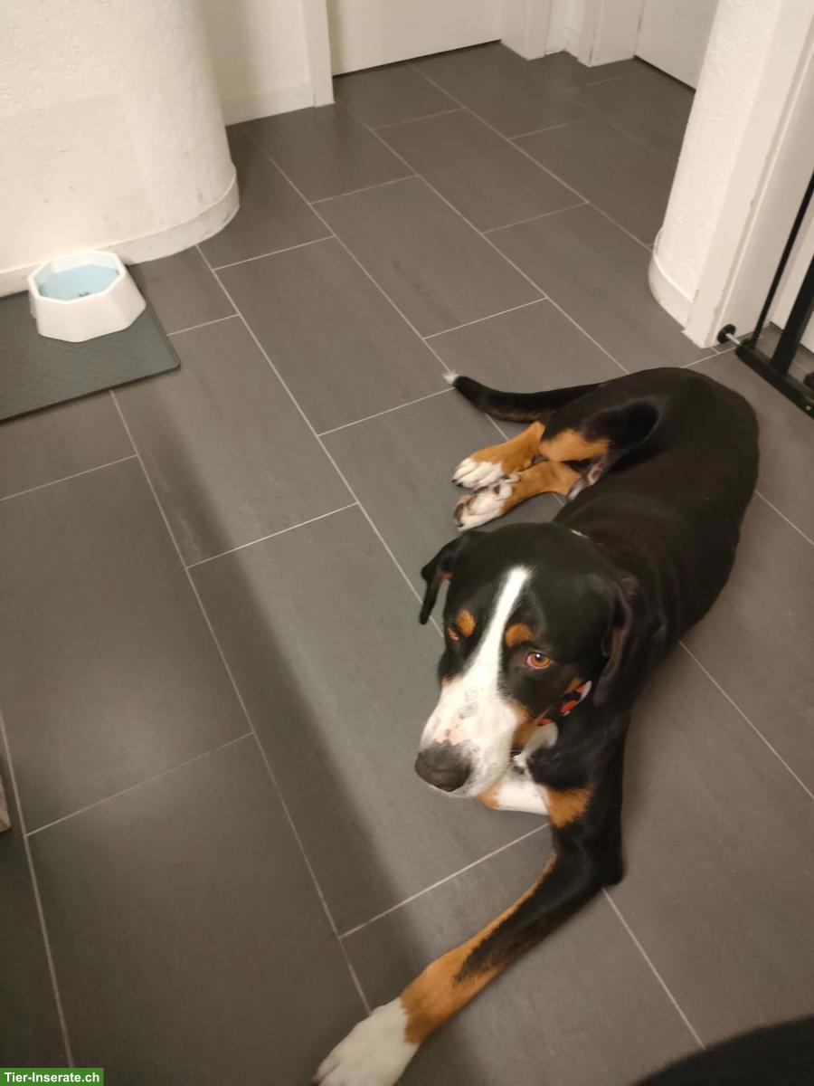 Bild 4: Grosser Schweizer Sennenhund Rüde, 7-jährig