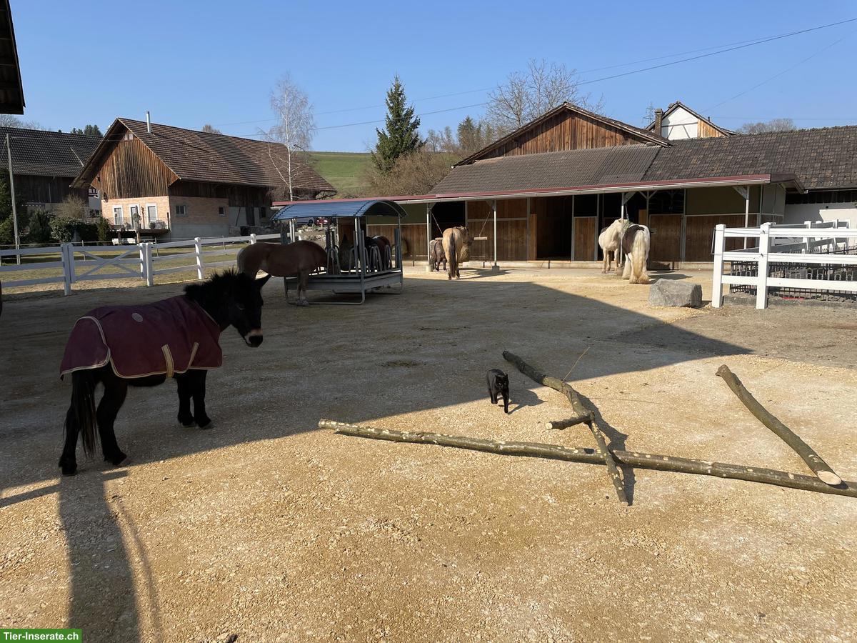 2 Offenstallplätze für Stuten auf Biobauernhof im Thurgau