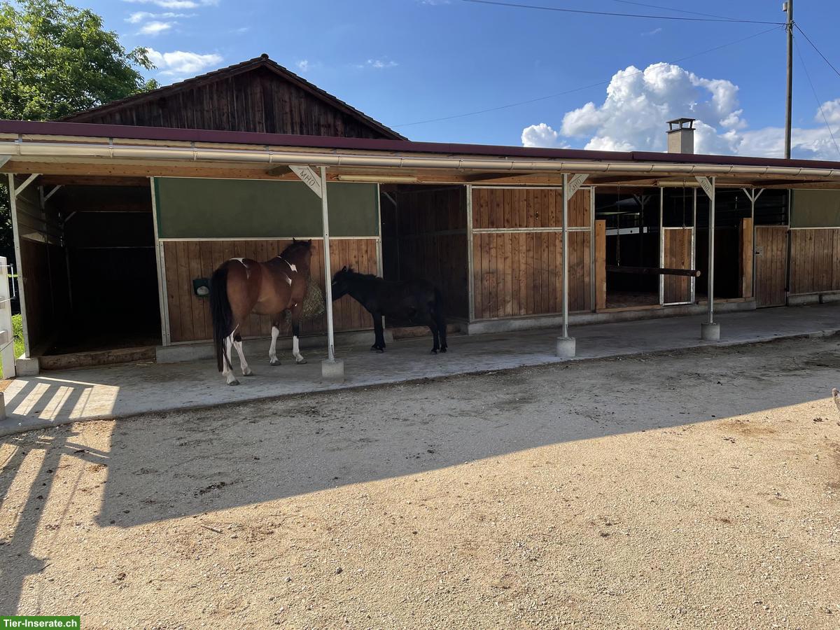 Bild 2: 2 Offenstallplätze für Stuten auf Biobauernhof im Thurgau