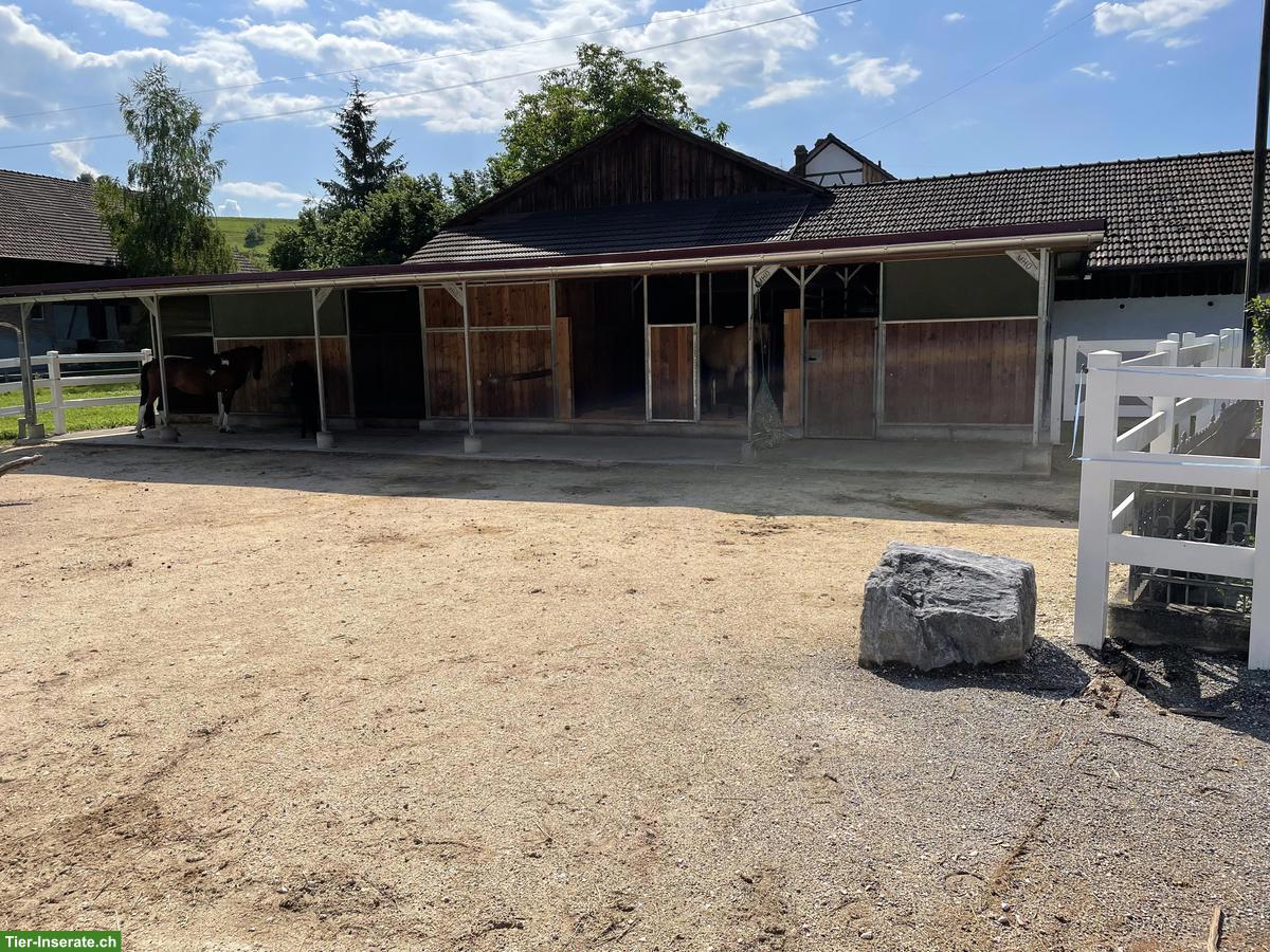 Bild 3: 2 Offenstallplätze für Stuten auf Biobauernhof im Thurgau