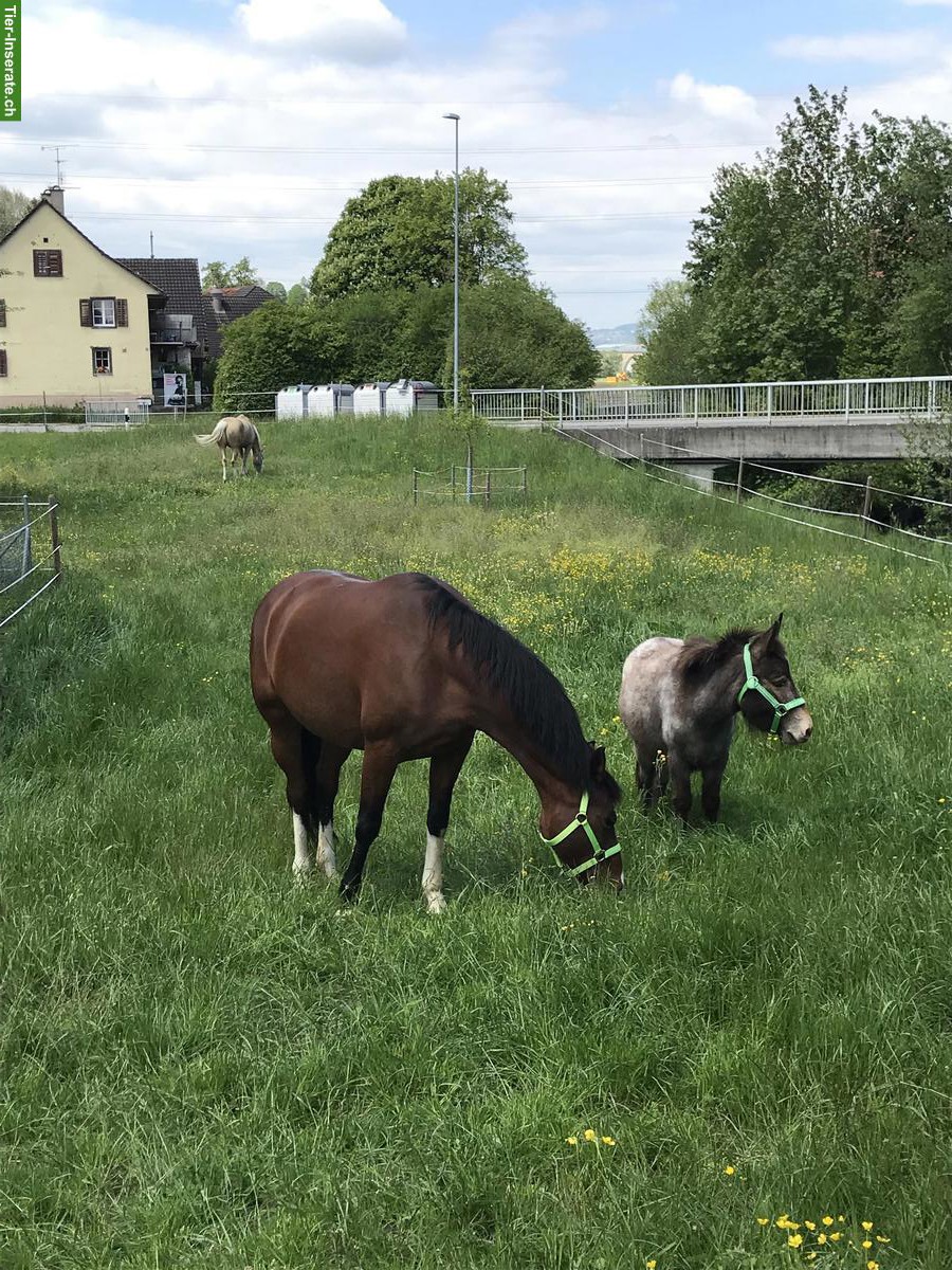 Bild 4: 2 Offenstallplätze für Stuten auf Biobauernhof im Thurgau