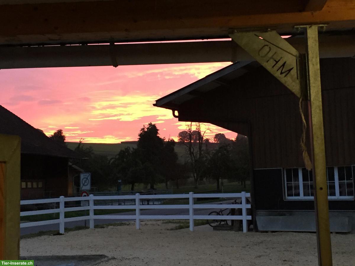 Bild 5: 2 Offenstallplätze für Stuten auf Biobauernhof im Thurgau