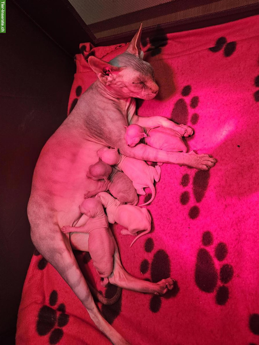 Liebe Sphynx Kitten zu verkaufen