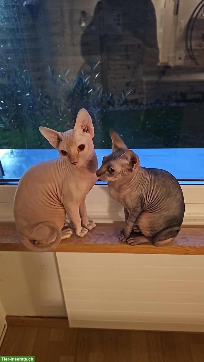 Bild 2: Liebe Sphynx Kitten zu verkaufen