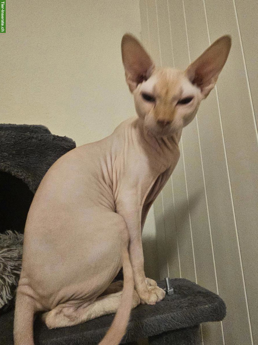 Deckkater Sphynx mit Stammbaum