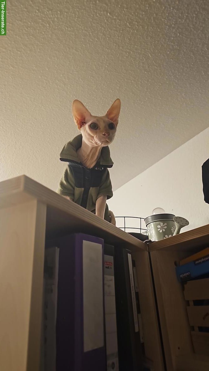 Bild 2: Deckkater Sphynx mit Stammbaum