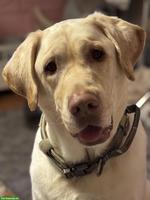 Grosser lieber Labrador Rüde, 6-jährig, kastriert