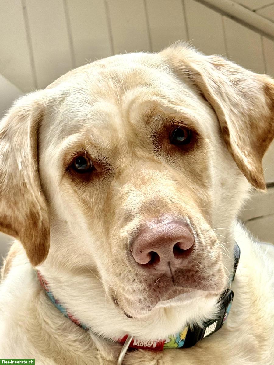 Bild 2: Grosser lieber Labrador Rüde, 6-jährig, kastriert