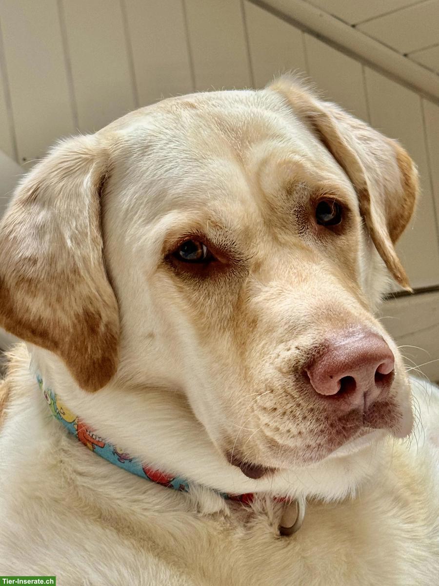 Bild 3: Grosser lieber Labrador Rüde, 6-jährig, kastriert