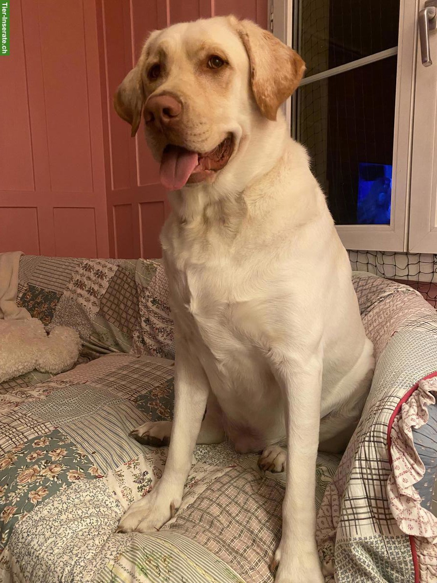 Bild 4: Grosser lieber Labrador Rüde, 6-jährig, kastriert