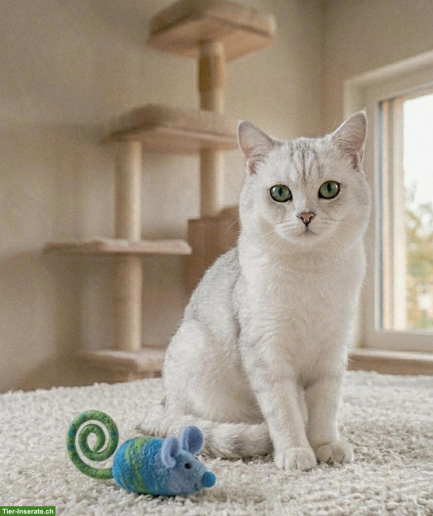 Bild 2: BKH Deckkater mit Stammbaum