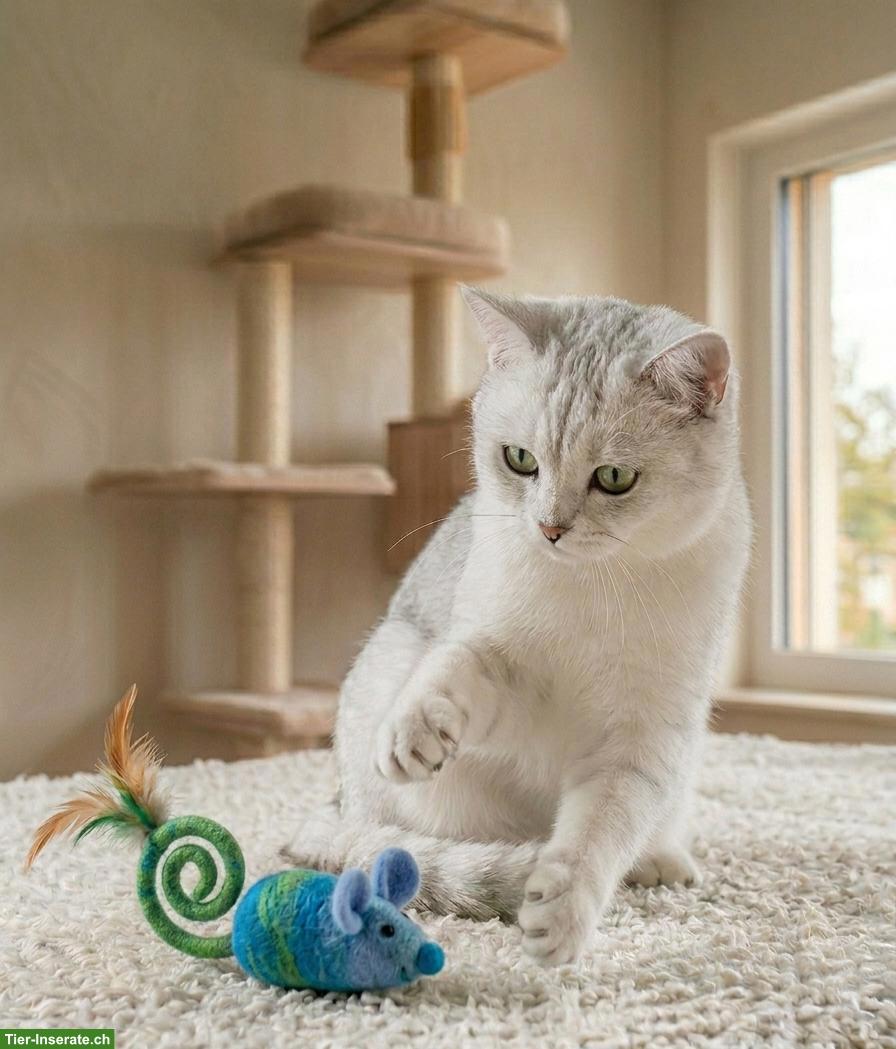 Bild 3: BKH Deckkater mit Stammbaum