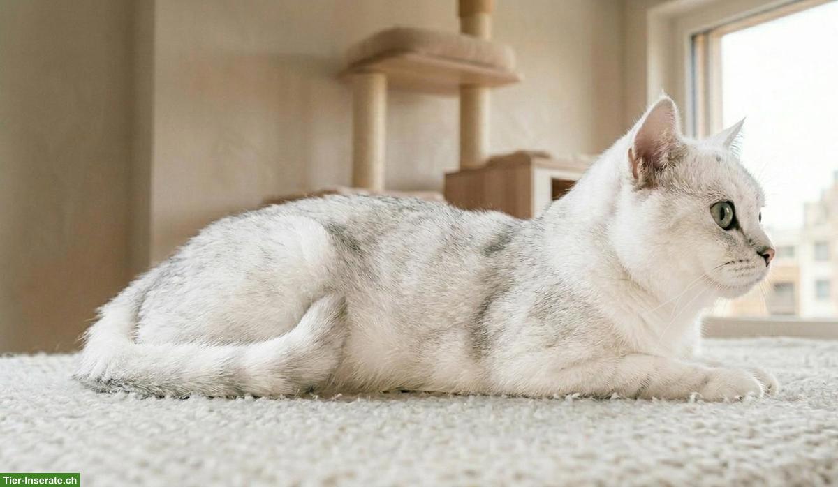 Bild 4: BKH Deckkater mit Stammbaum