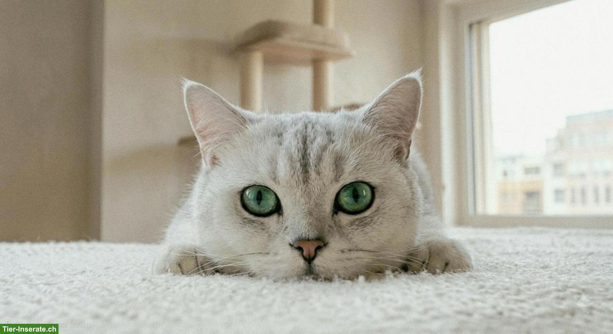 Bild 5: BKH Deckkater mit Stammbaum