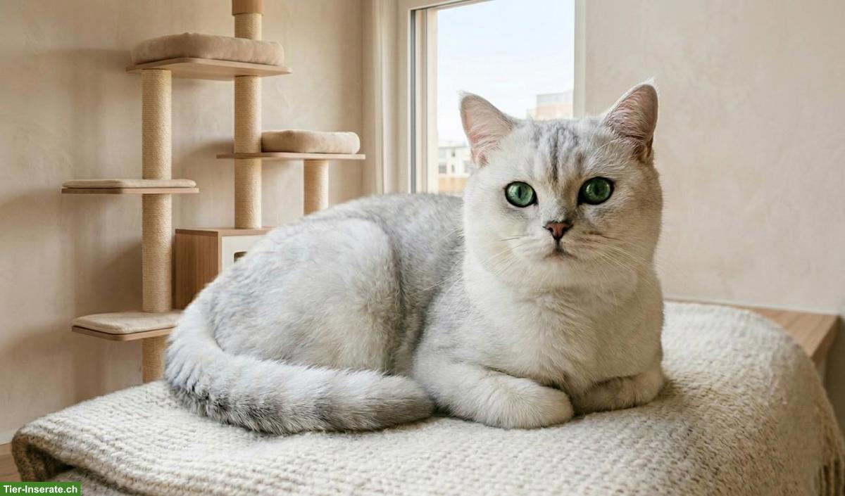 Bild 6: BKH Deckkater mit Stammbaum