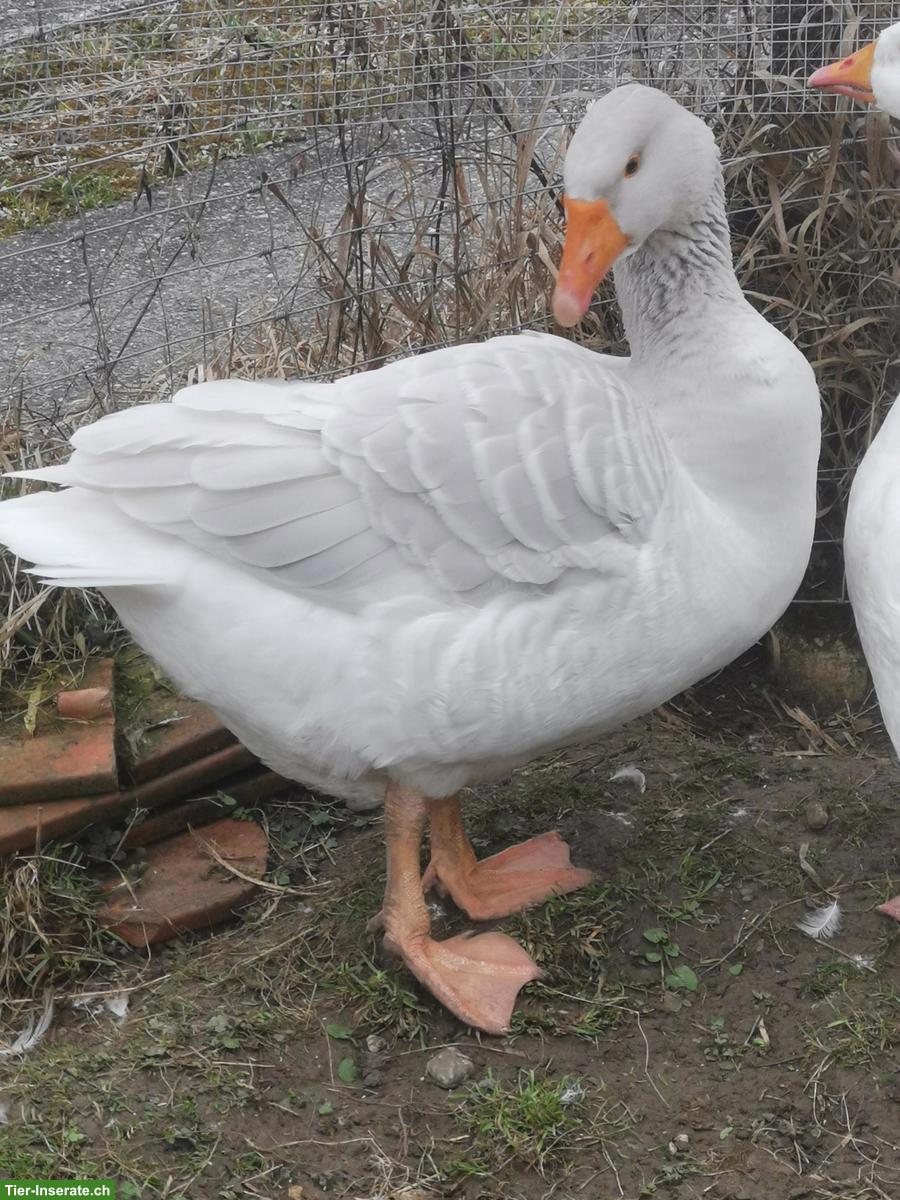 Junge Steinbacher Kampfgans Ganter