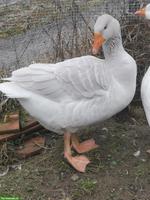 Junge Steinbacher Kampfgans Ganter