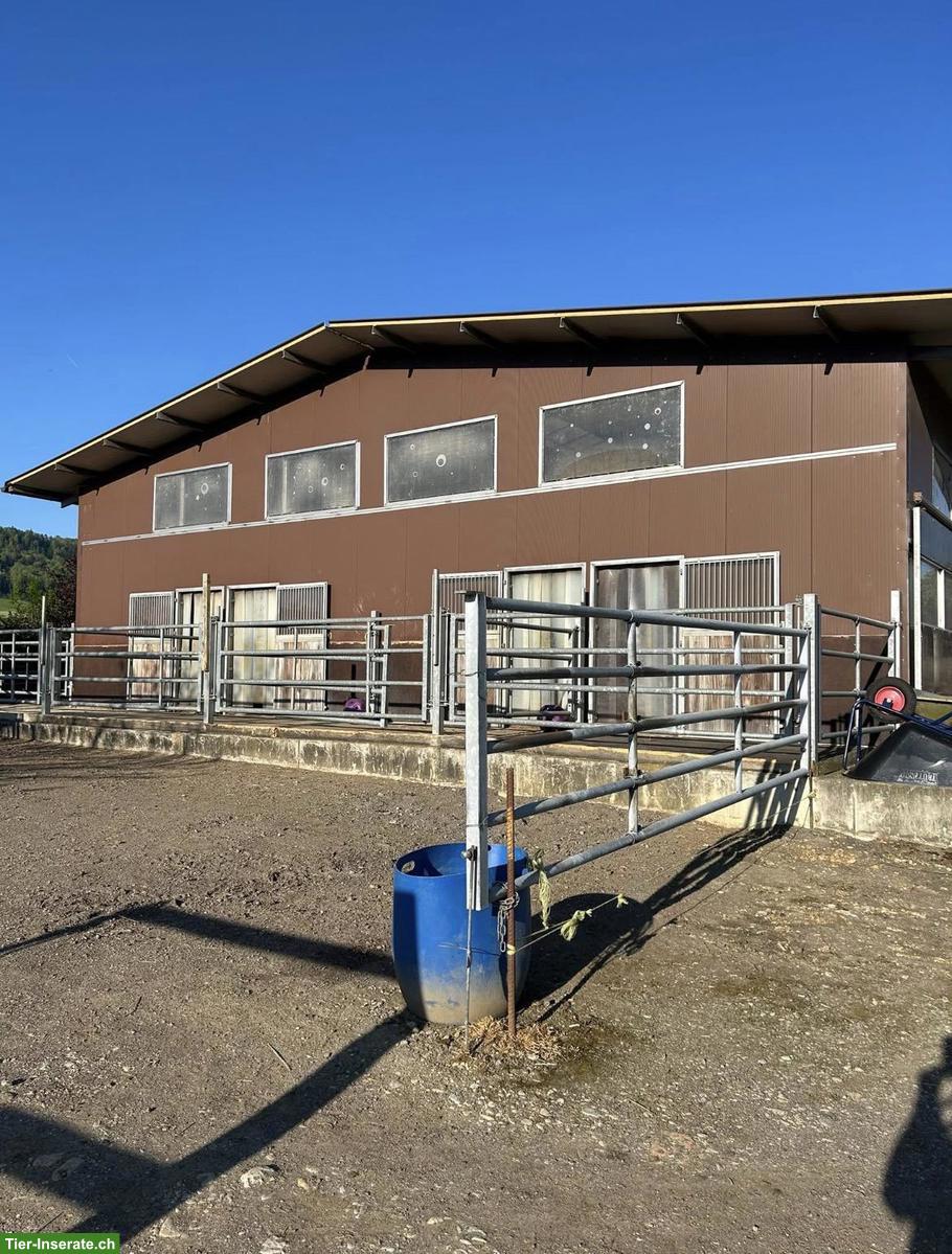 Bild 3: 2 Pferdeboxen mit Auslauf in Basel-Landschaft