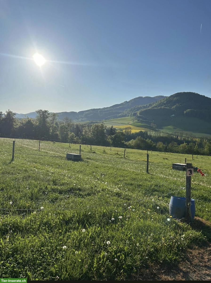 Bild 5: 2 Pferdeboxen mit Auslauf in Basel-Landschaft