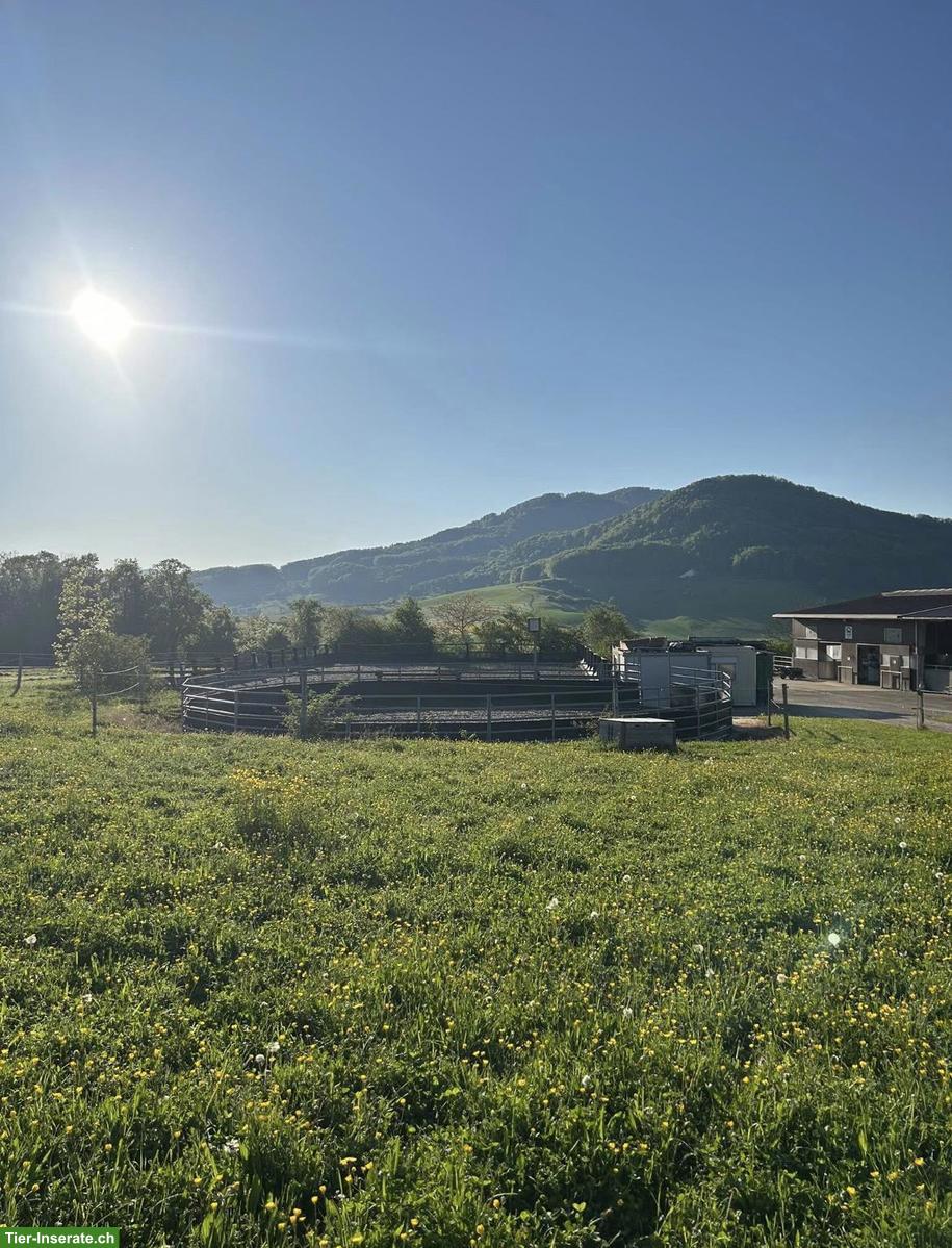 Bild 6: 2 Pferdeboxen mit Auslauf in Basel-Landschaft