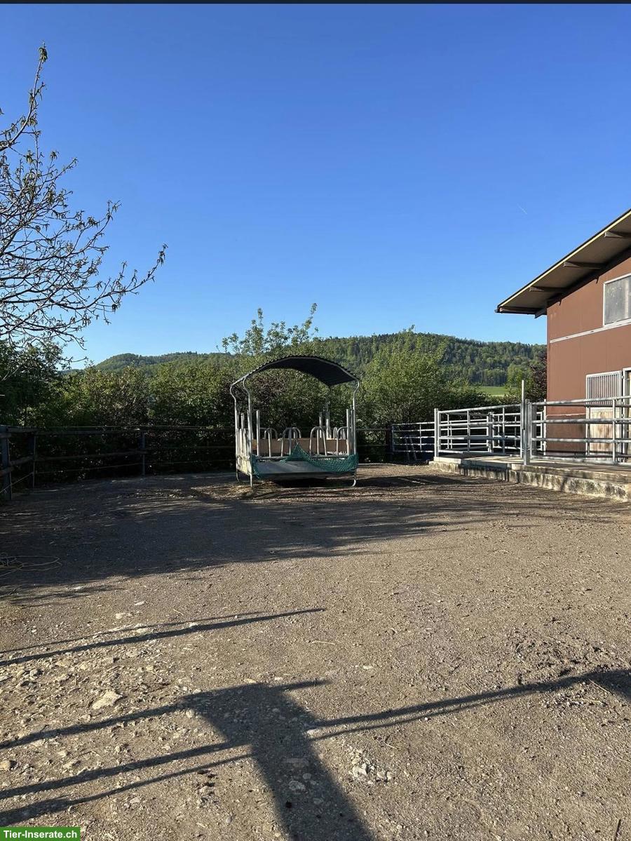 Bild 7: 2 Pferdeboxen mit Auslauf in Basel-Landschaft