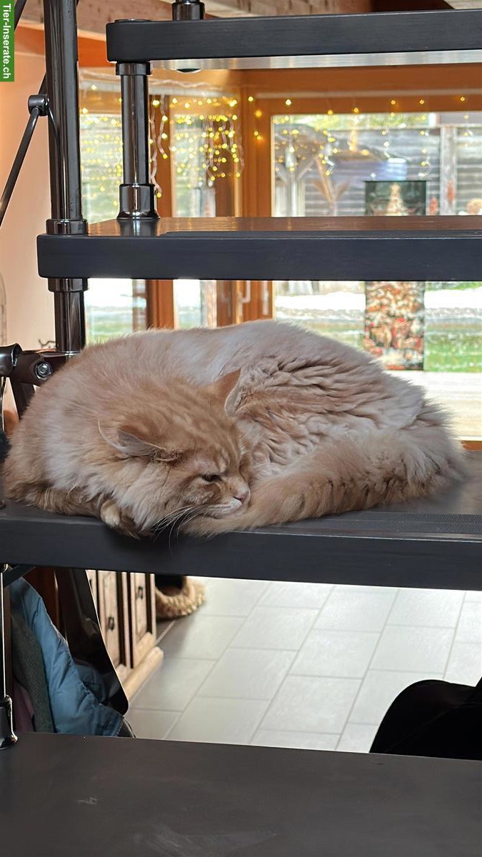 Maine Coon / Norwegische Waldkatze Mix Kater, kastriert