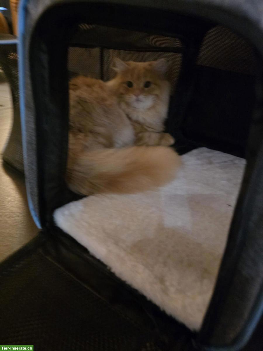 Bild 3: Maine Coon / Norwegische Waldkatze Mix Kater, kastriert