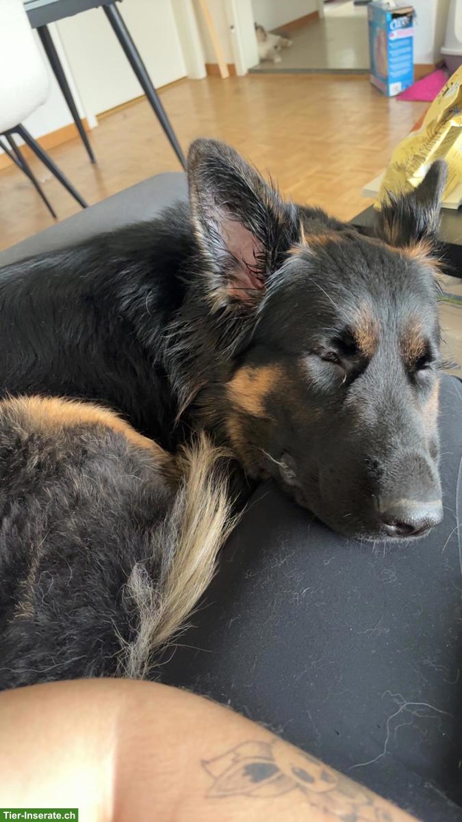 Bild 2: Junge Altdeutsche Schäferhündin, sterilisiert zu verkaufen