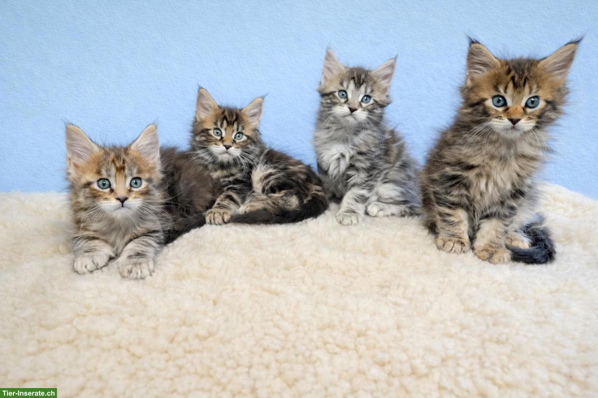 Maine Coon Kitten, 3 Kater und 1 Kätzin
