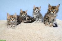 Maine Coon Kitten, 3 Kater und 1 Kätzin