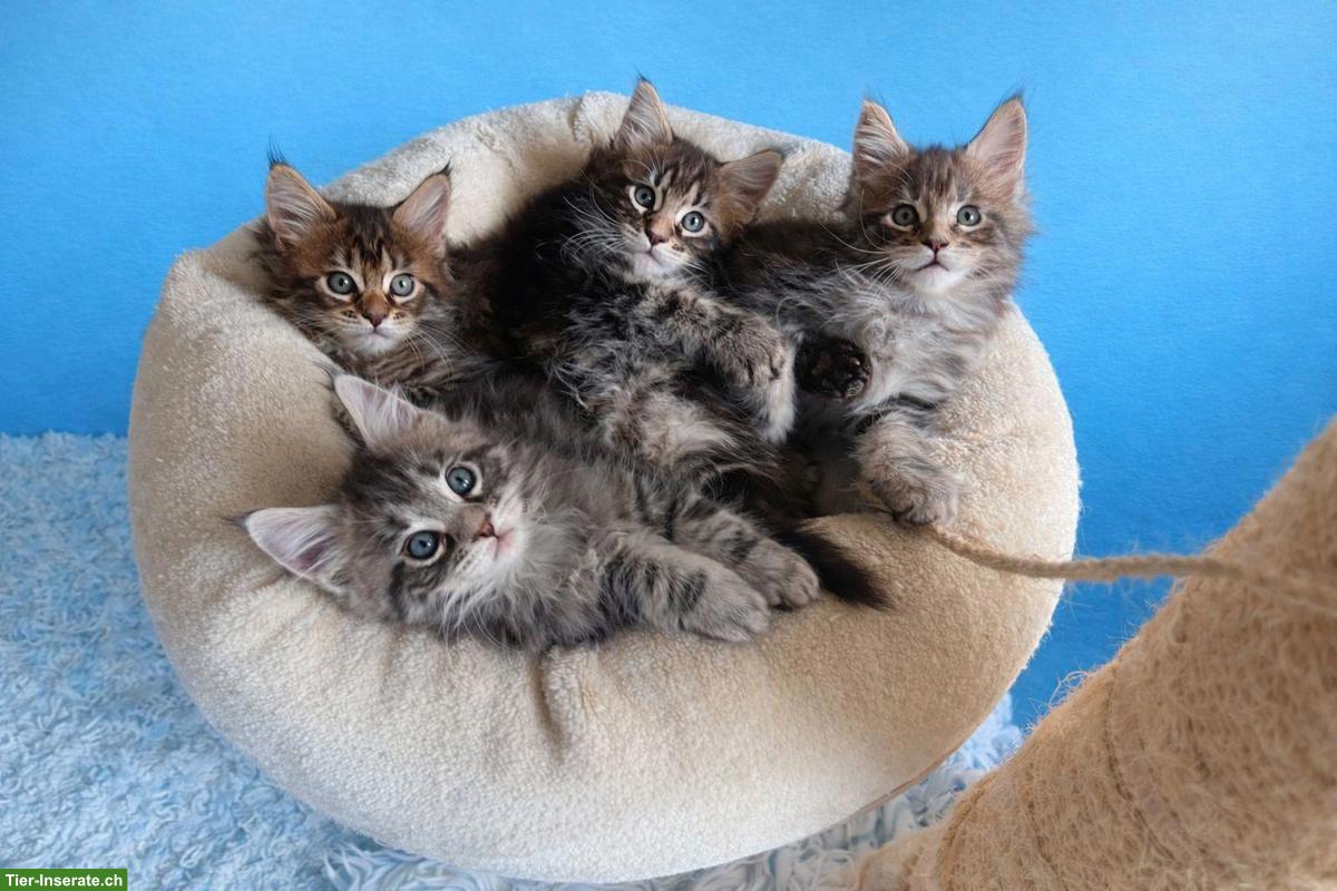 Bild 2: Maine Coon Kitten, 3 Kater und 1 Kätzin
