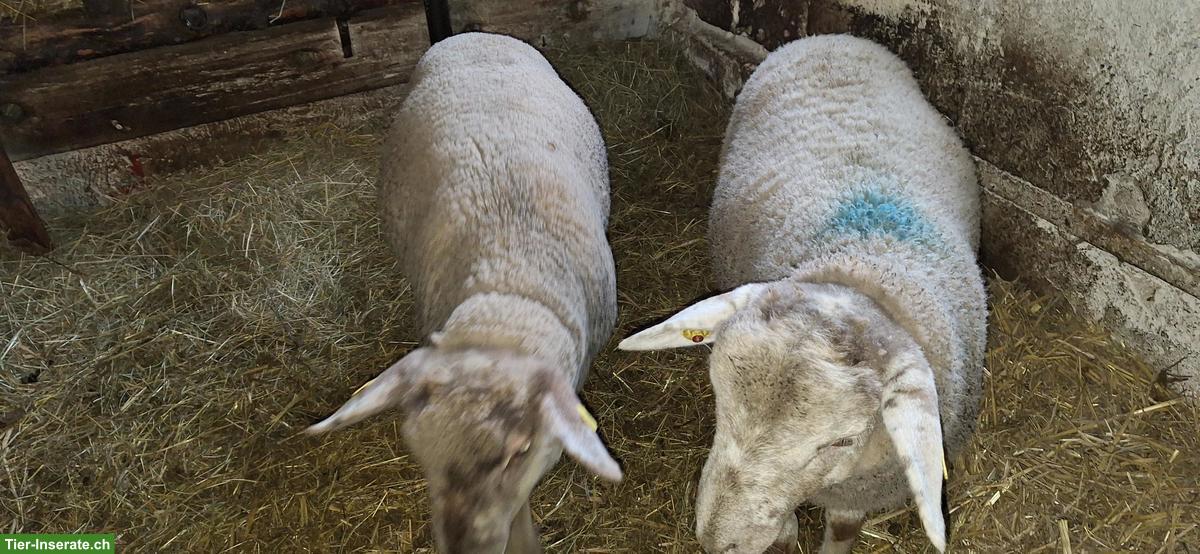 Junge Schafböcke, SBS x Suffolk