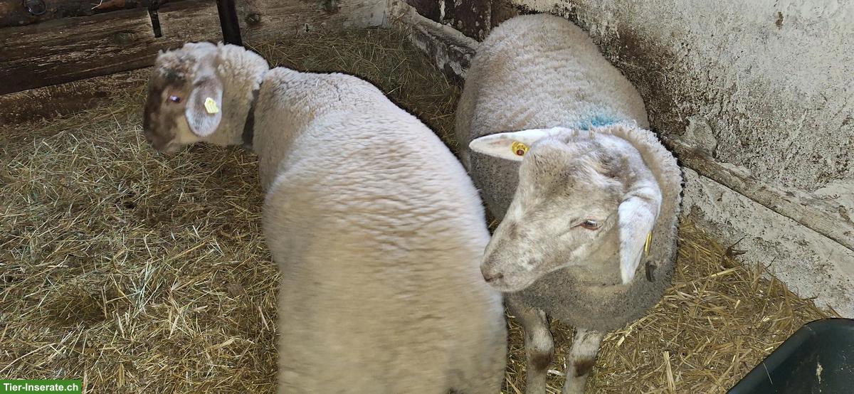 Bild 2: Junge Schafböcke, SBS x Suffolk