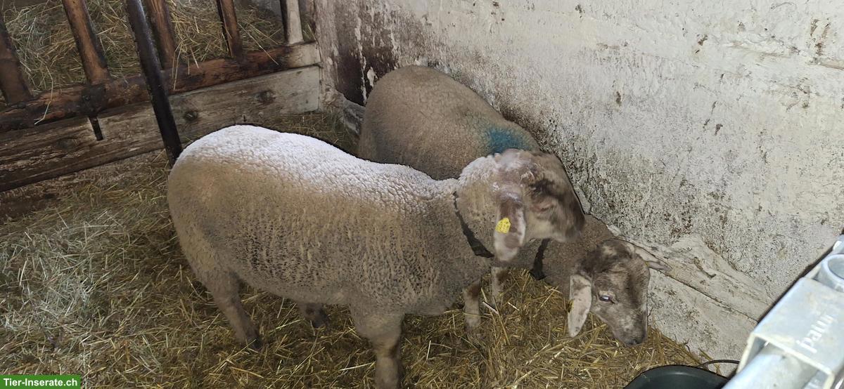 Bild 3: Junge Schafböcke, SBS x Suffolk