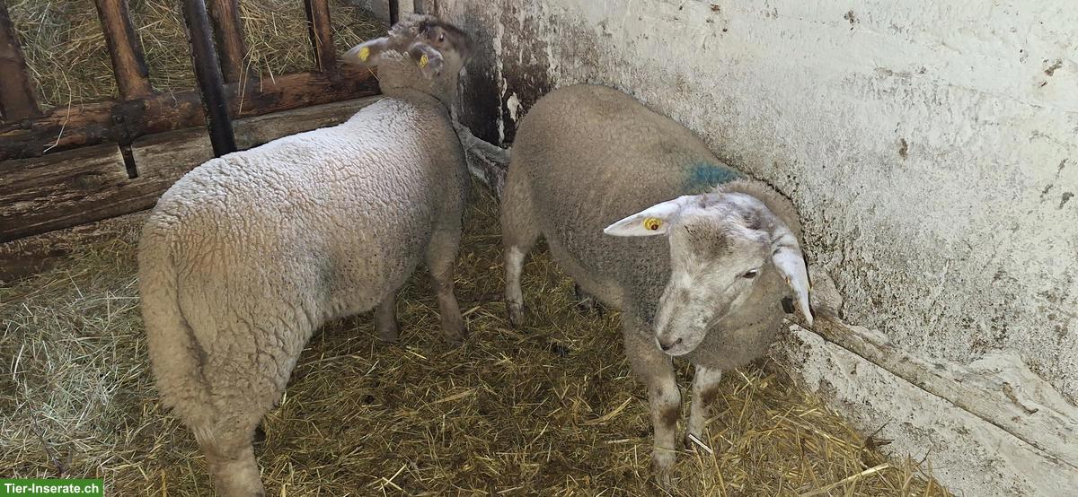 Bild 4: Junge Schafböcke, SBS x Suffolk