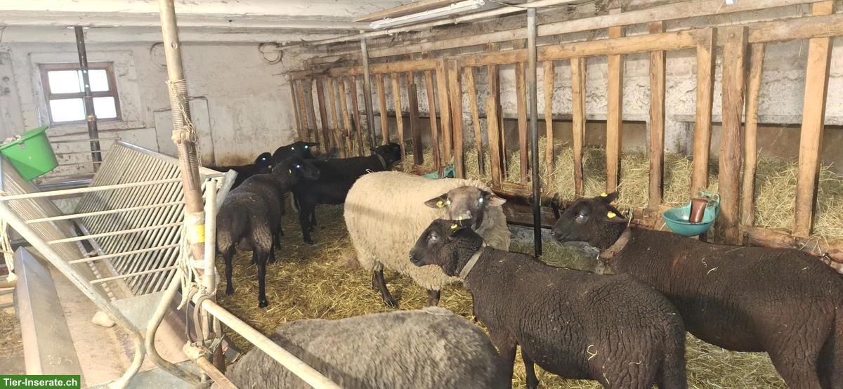 Bild 5: Junge Schafböcke, SBS x Suffolk